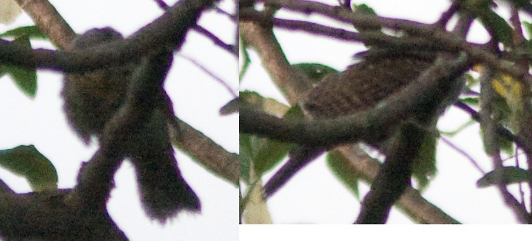 Eurasian Wryneck - Yann Kolbeinsson