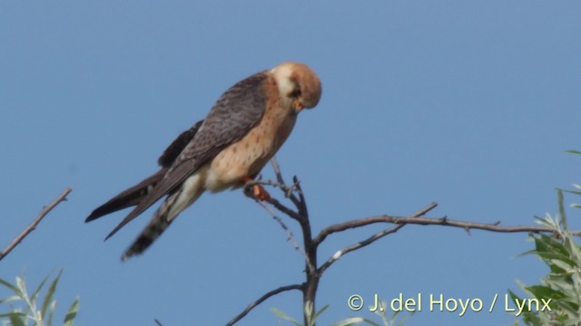 Red-footed Falcon - ML201515711