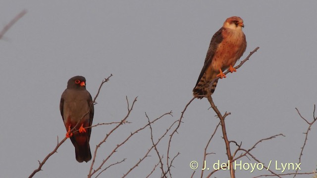 Red-footed Falcon - ML201515731