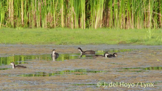 Eurasian Coot - ML201515751