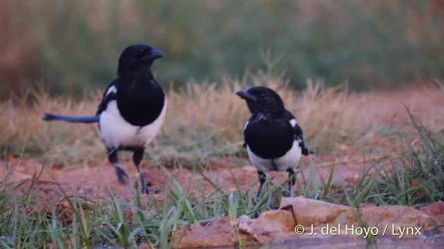 pica pica melanotos Eurasian Magpie (Iberian)