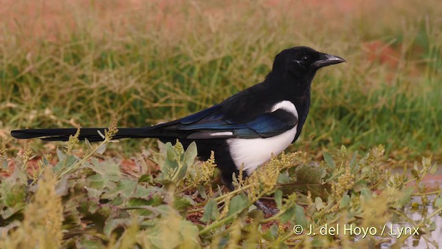 pica pica melanotos Eurasian Magpie (Iberian)