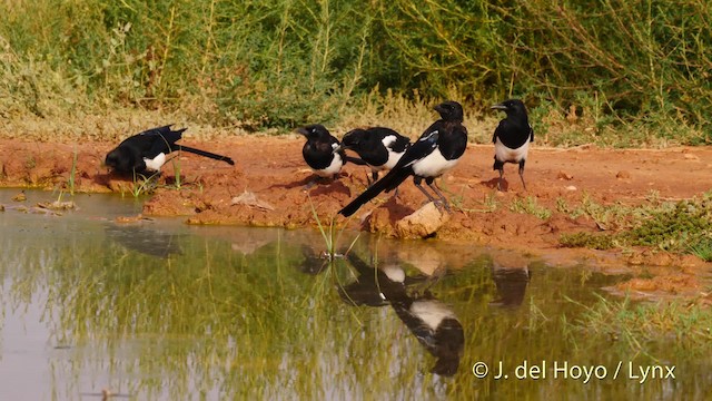 Eurasian Magpie - eBird