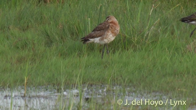 Black-tailed Godwit - ML201515821