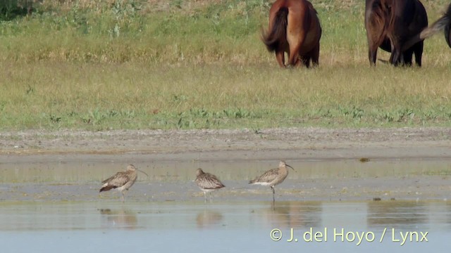 Eurasian Curlew - ML201515831