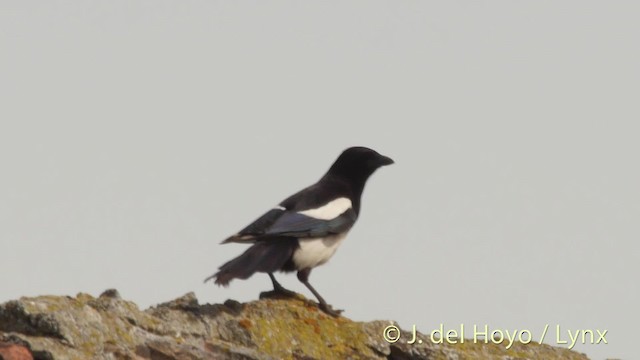 Eurasian Magpie - ML201515861