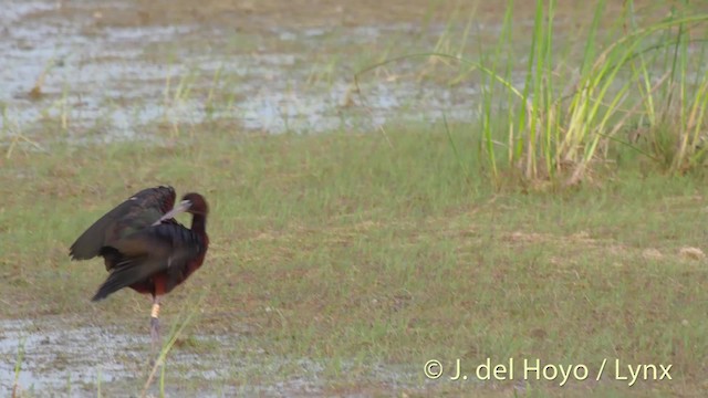 Glossy Ibis - ML201515881