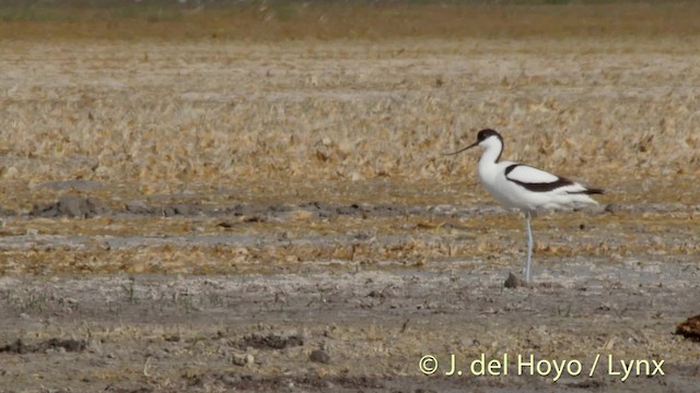 Pied Avocet - ML201515891