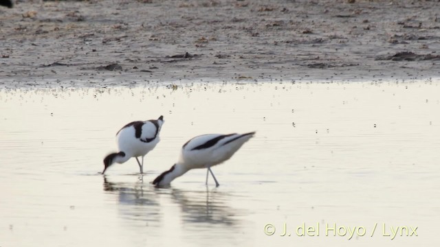 Pied Avocet - ML201515901