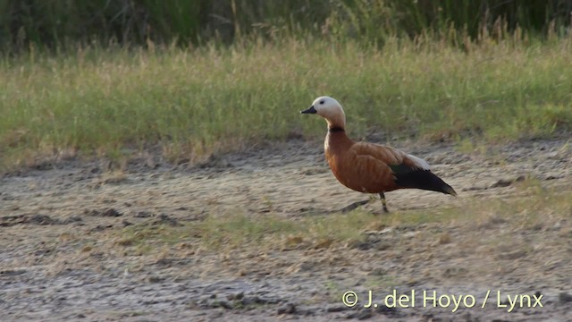 Ruddy Shelduck - ML201515911