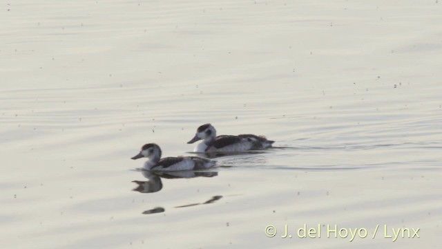 Common Shelduck - ML201515931