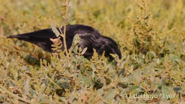 Estornino Negro - ML201515961