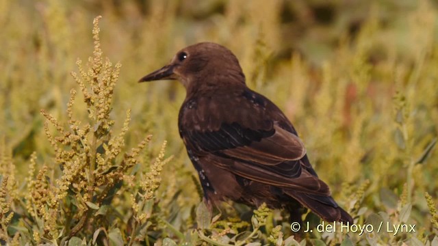 Estornino Negro - ML201515971