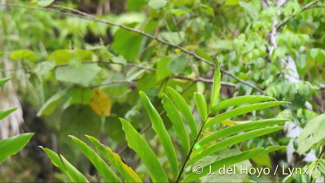 Queensland-Honigfresser (rubrotincta) - ML201516041
