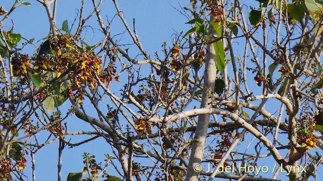 Mielero Sombrío (simplex/mortyana) - ML201516061