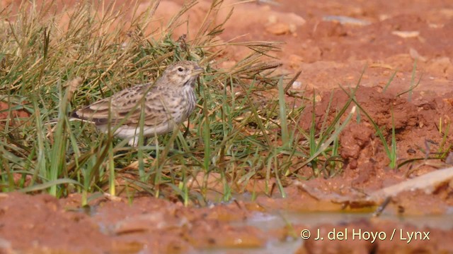 Mediterranean Short-toed Lark - ML201516121