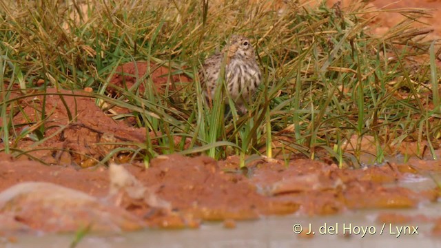 Mediterranean Short-toed Lark - ML201516131