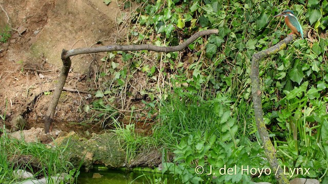 Common Kingfisher (Common) - ML201516191