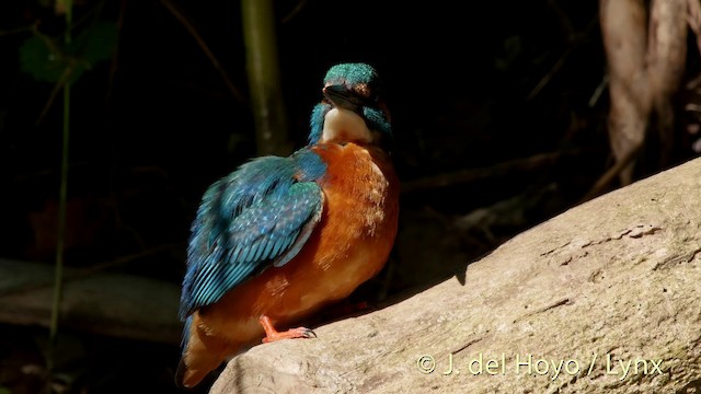 Common Kingfisher (Common) - ML201516201