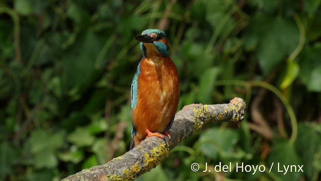 Common Kingfisher (Common) - ML201516221