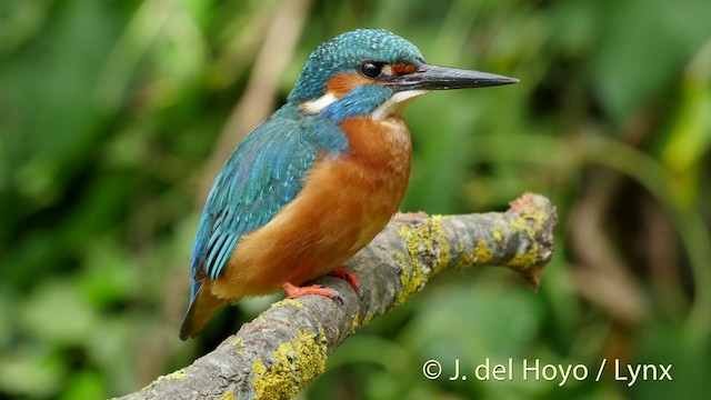 Common Kingfisher (Common) - ML201516231