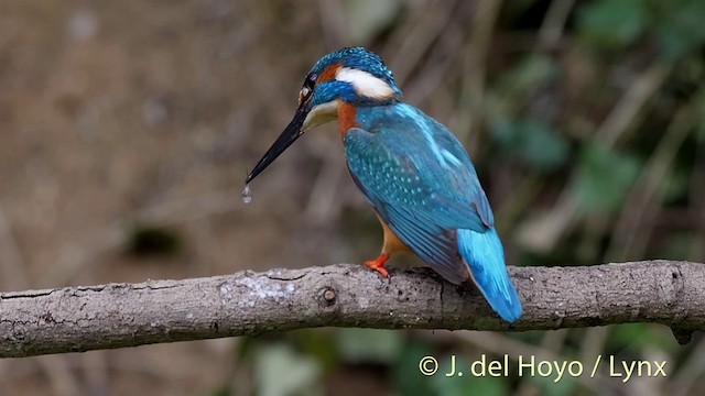 Common Kingfisher (Common) - ML201516241