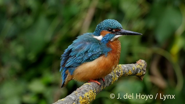 Common Kingfisher (Common) - ML201516251