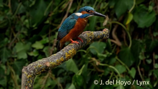 Common Kingfisher (Common) - ML201516261