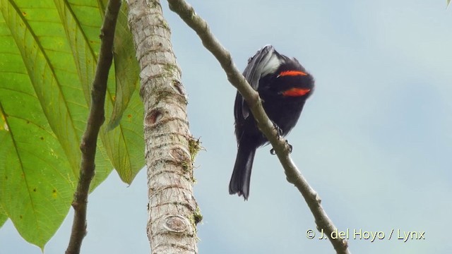 ベニマユフウキンチョウ - ML201516281