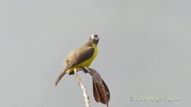 Rusty-margined Flycatcher - ML201516401