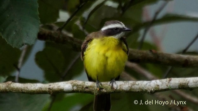 Rusty-margined Flycatcher - ML201516431