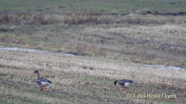 Taiga Bean-Goose - ML201516631