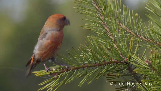 Parrot Crossbill - ML201516671