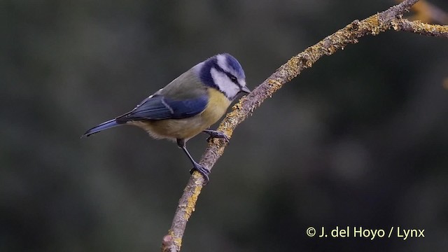 Mésange bleue - ML201516751