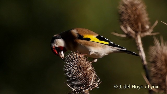 European Goldfinch (European) - ML201516761