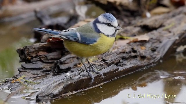 Eurasian Blue Tit - ML201516771