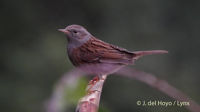 Dunnock - ML201516841