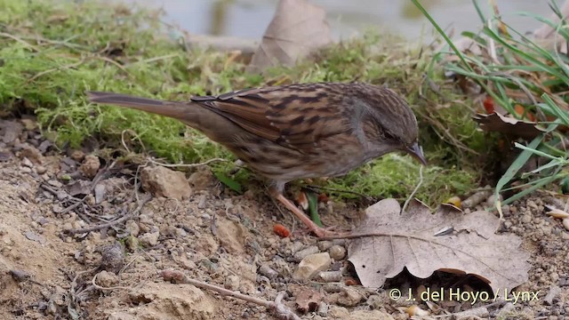 Dunnock - ML201516851