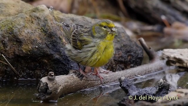 European Serin - ML201516861