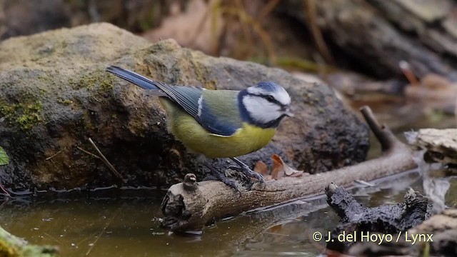 Mésange bleue - ML201516911