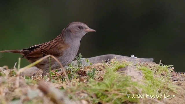 Dunnock - ML201516931