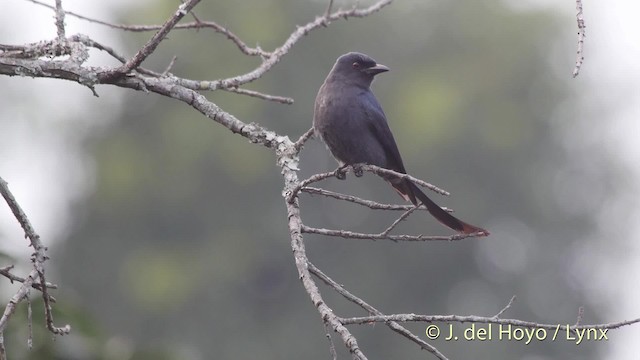 askedrongo (longicaudatus gr.) - ML201516951