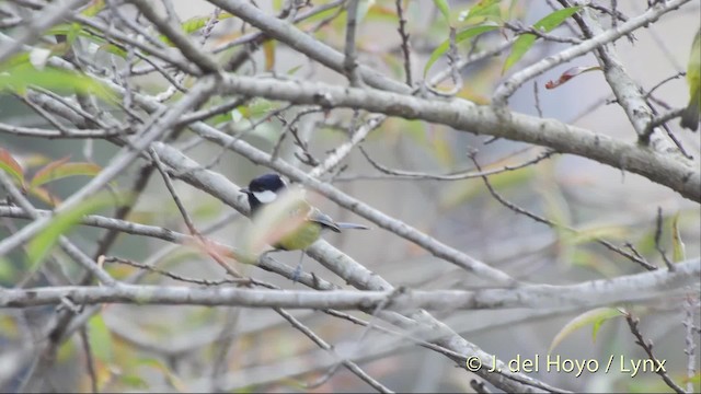 Mésange montagnarde - ML201517001