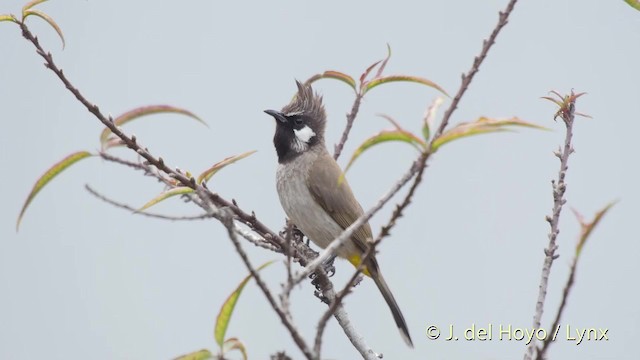 Himalayan Bulbul - ML201517051