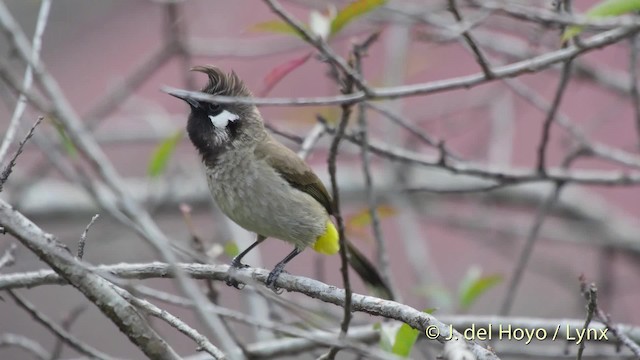 Bulbul Cariblanco - ML201517061