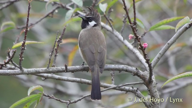 Himalaya Arapbülbülü - ML201517071