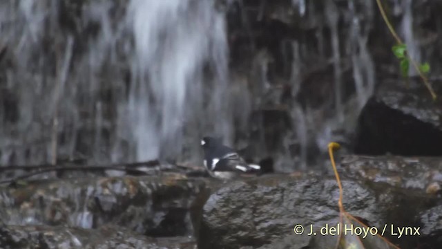 Little Forktail - ML201517131