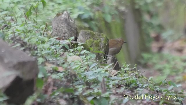 チビアオヒタキ - ML201517161