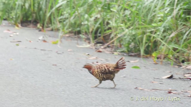 Chinese Bamboo-Partridge - ML201517191