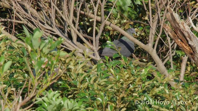 Black Wood-Pigeon - ML201517201